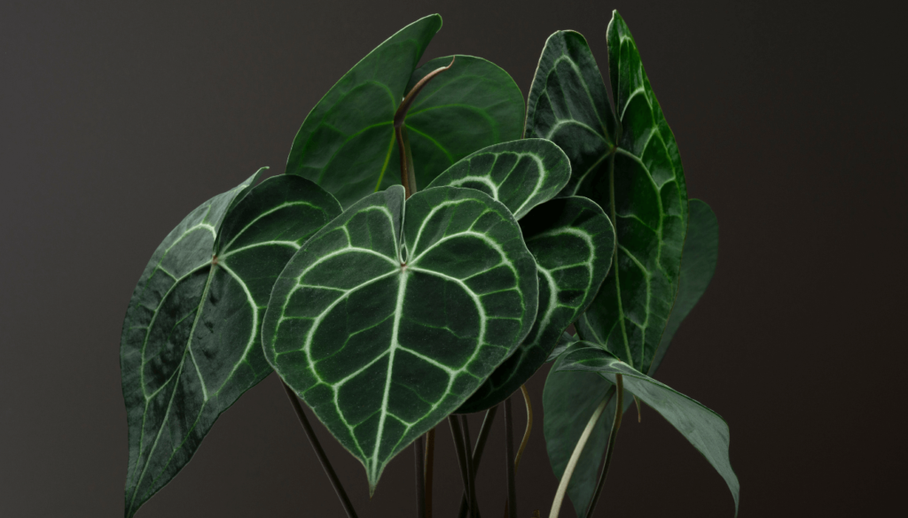 Collecting Rare Plant Species_ Adding Anthuriums to Your Exotic Plant Collection