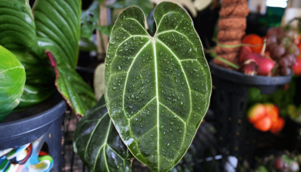 A Step-by-Step Guide to Repotting Anthurium Besseae Aff. Like a Pro