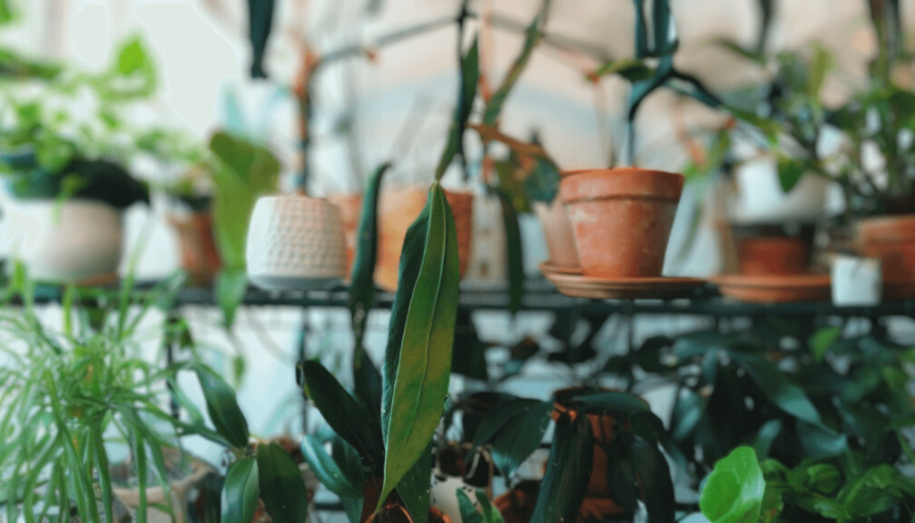 Anthurium Pallidiflorum_ A Perfect Addition to Your Indoor Garden