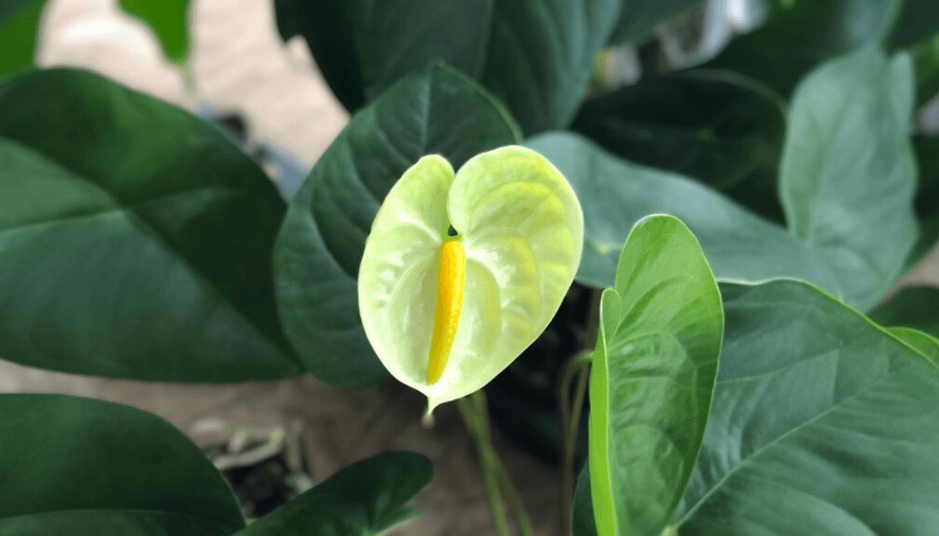 Common Misconceptions About Caring for Anthurium Plants