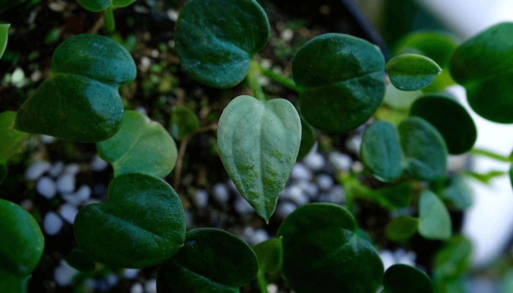 Discover Anthurium Villenaorum_ The Exotic Plant of Choice