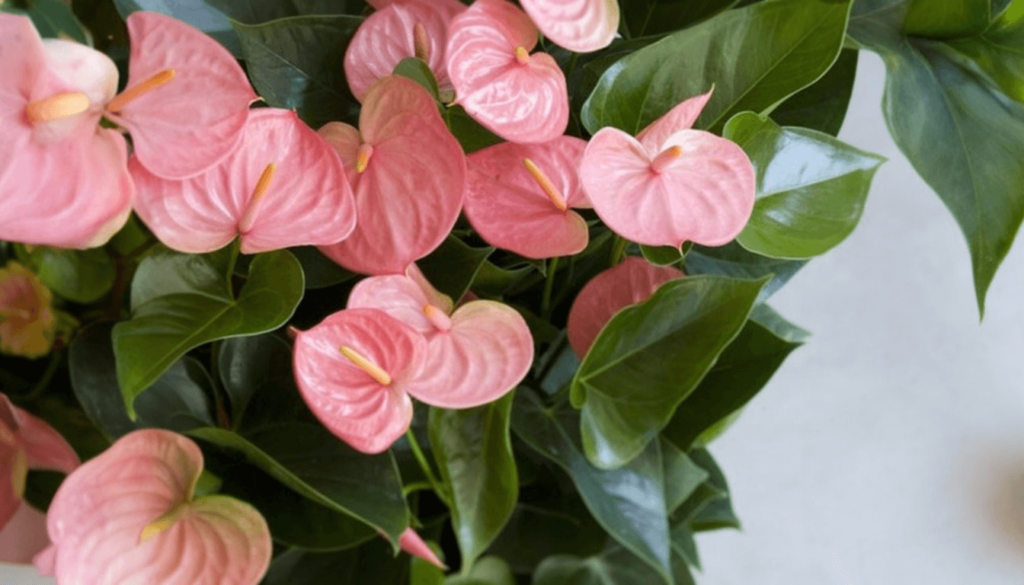 Discover the Charm of Pink Anthurium - America's Favorite Blooms