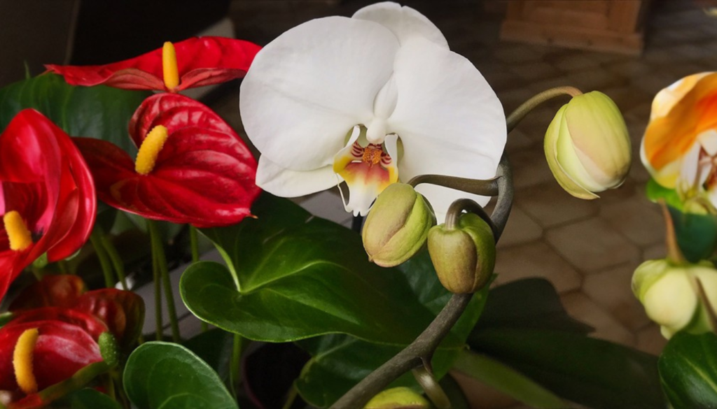 Discover the Majestic Beauty of White Anthurium with Us