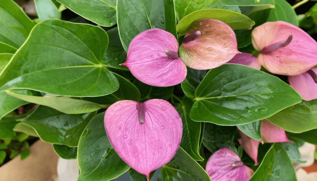 Discover the Stunning Beauty of Purple Anthurium Plants