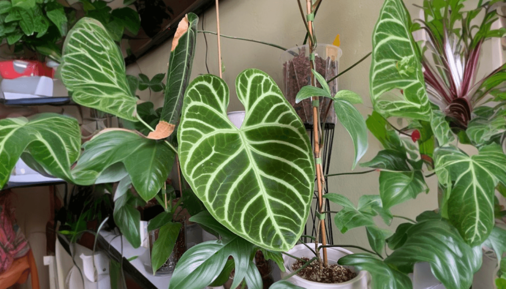 Embrace the Beauty of Anthurium Regale in Your Home