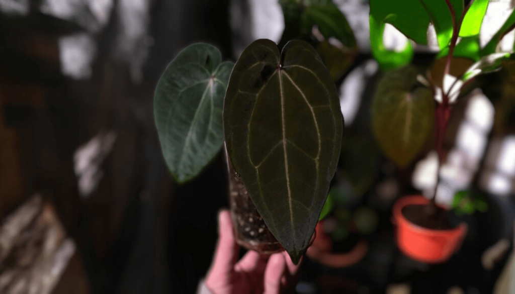 Explore Anthurium Ace of Spades Dark Form_ A Striking Accent Plant