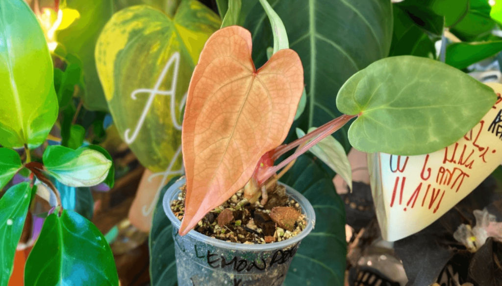 Explore Anthurium Pink Lemonade - The Tropical Beauty