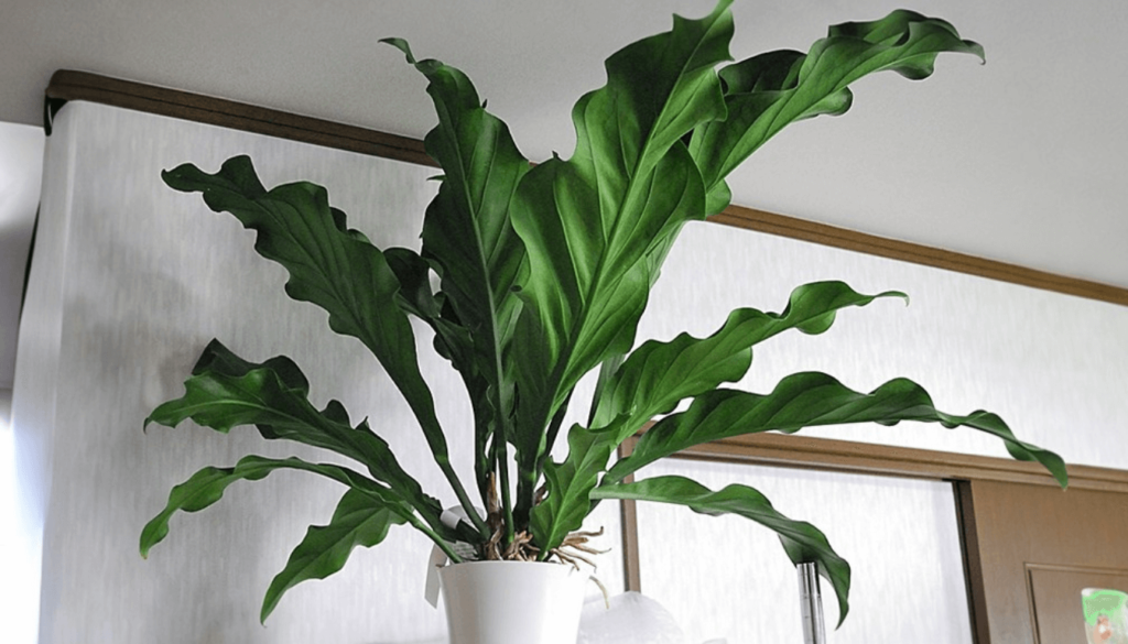 Grow Your Anthurium Hookeri_ Tips for Perfect Tropical Plants