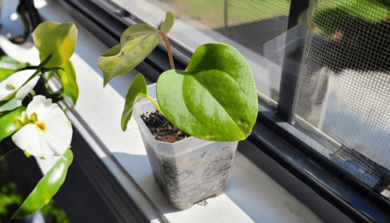 Mastering Anthurium Care Tips for Optimal Growth