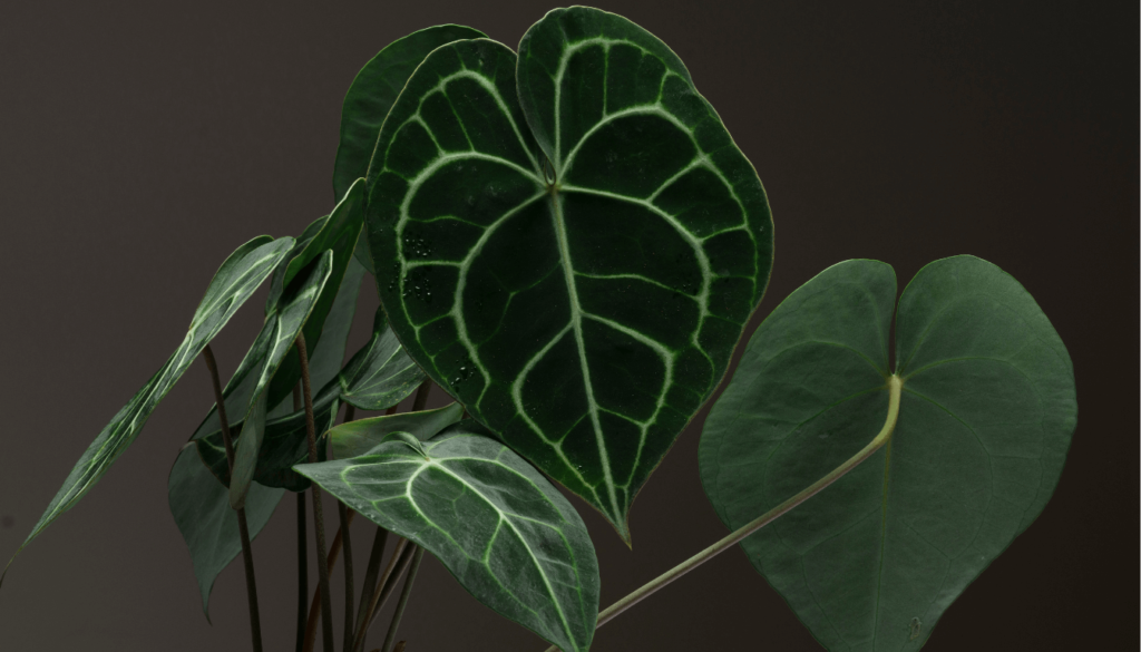 Unveiling the Beauty of Anthurium Warocqueanum
