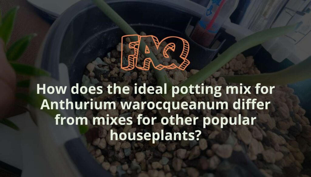 How does the ideal potting mix for Anthurium warocqueanum differ from mixes for other popular houseplants?