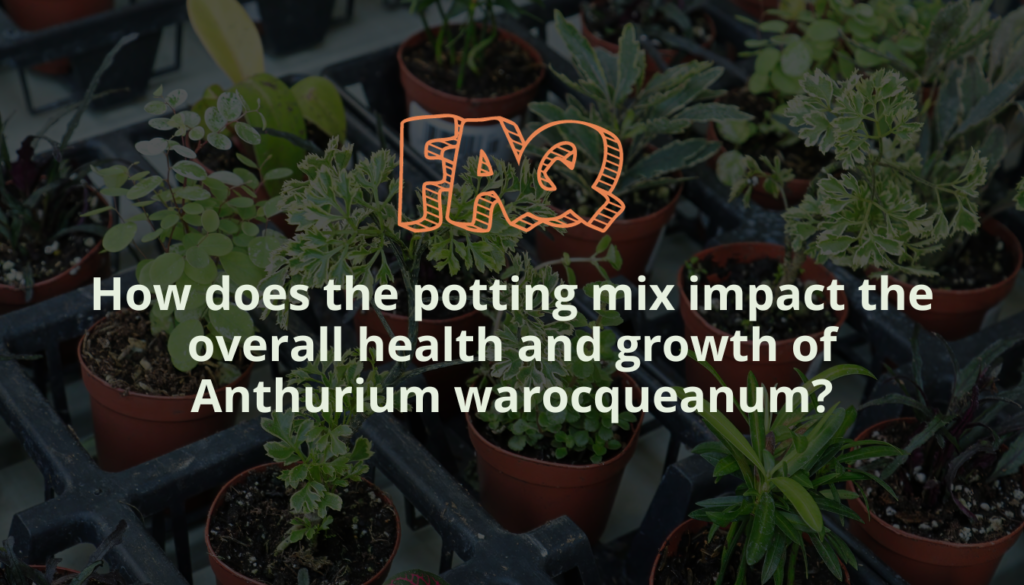 How does the potting mix impact the overall health and growth of Anthurium warocqueanum
