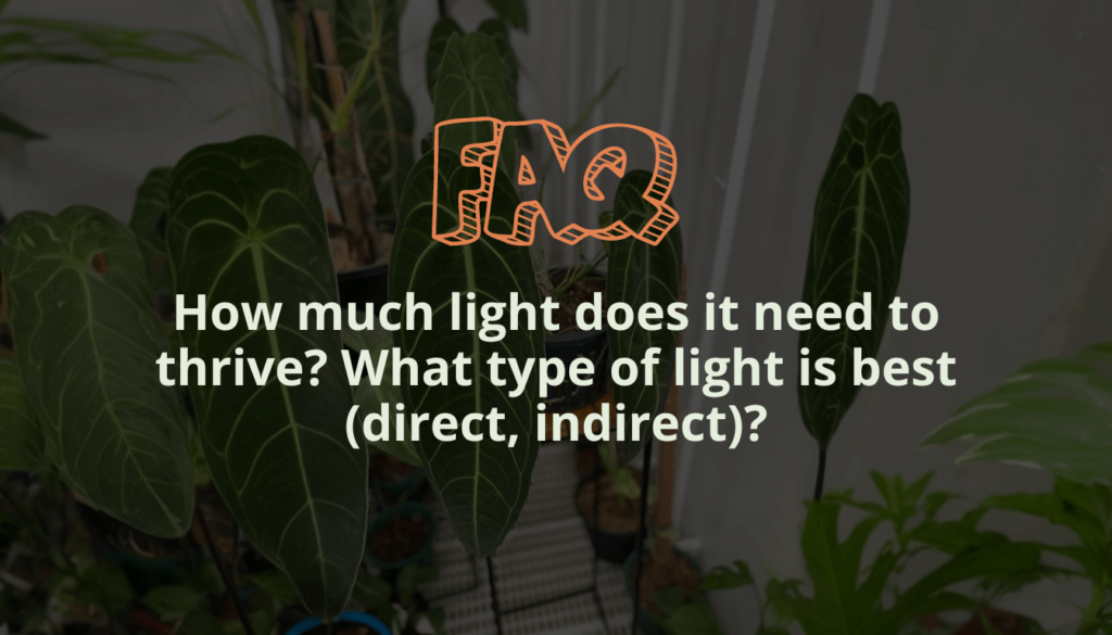 How much light does it need to thrive? What type of light is best (direct, indirect)?
