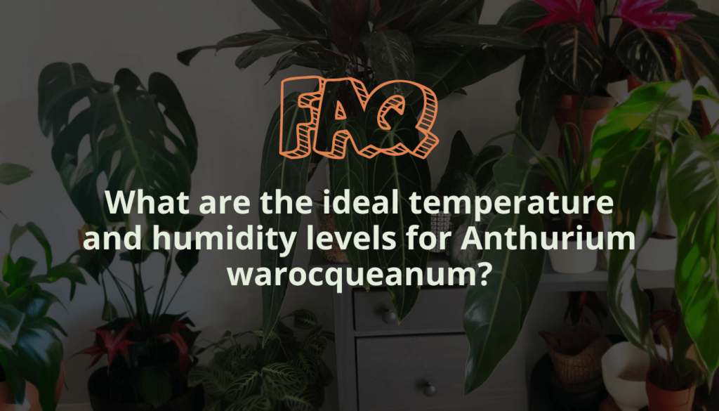 What are the ideal temperature and humidity levels for Anthurium warocqueanum?