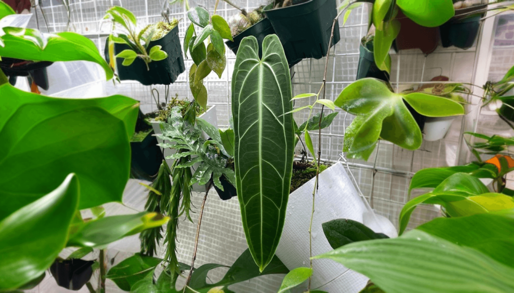 Anthurium Warocqueanum Dark Narrow Form Care Guide