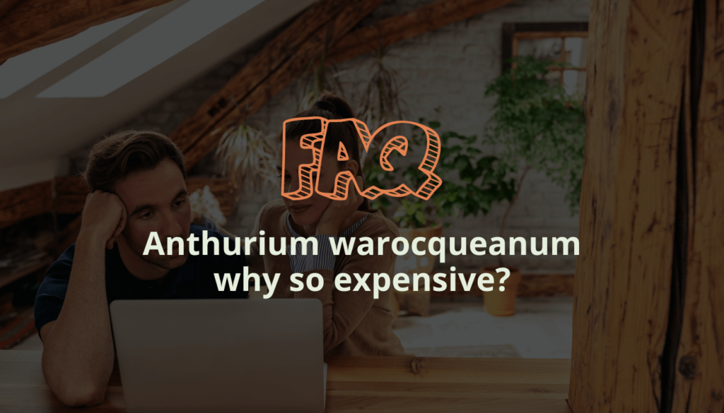 Anthurium warocqueanum why so expensive