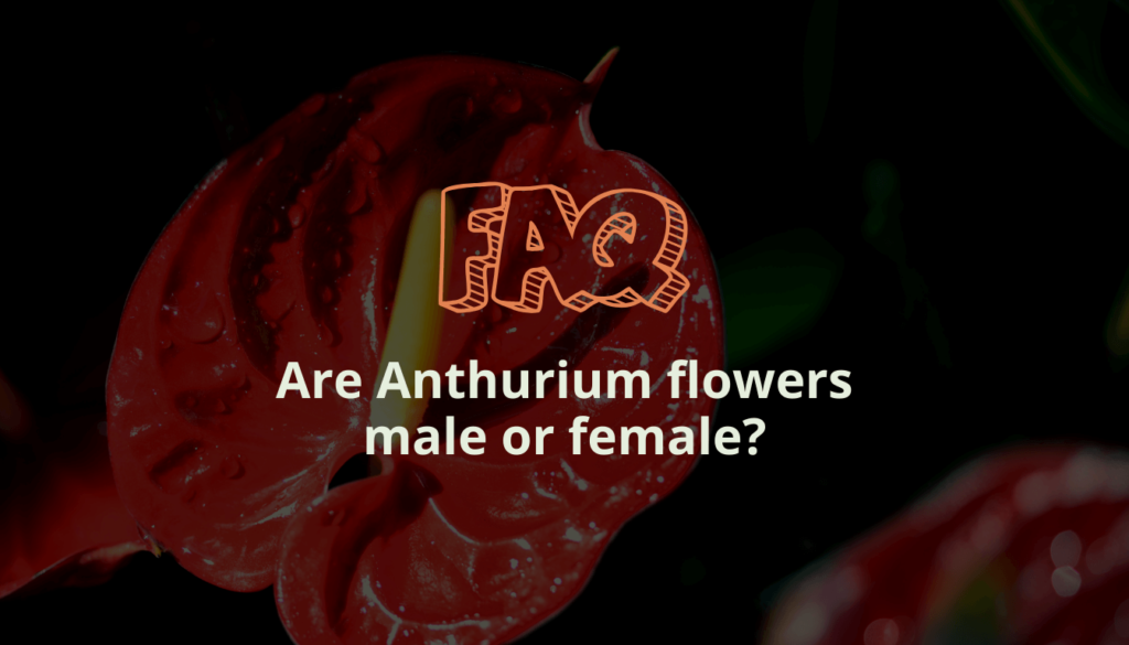 Are Anthurium flowers male or female?