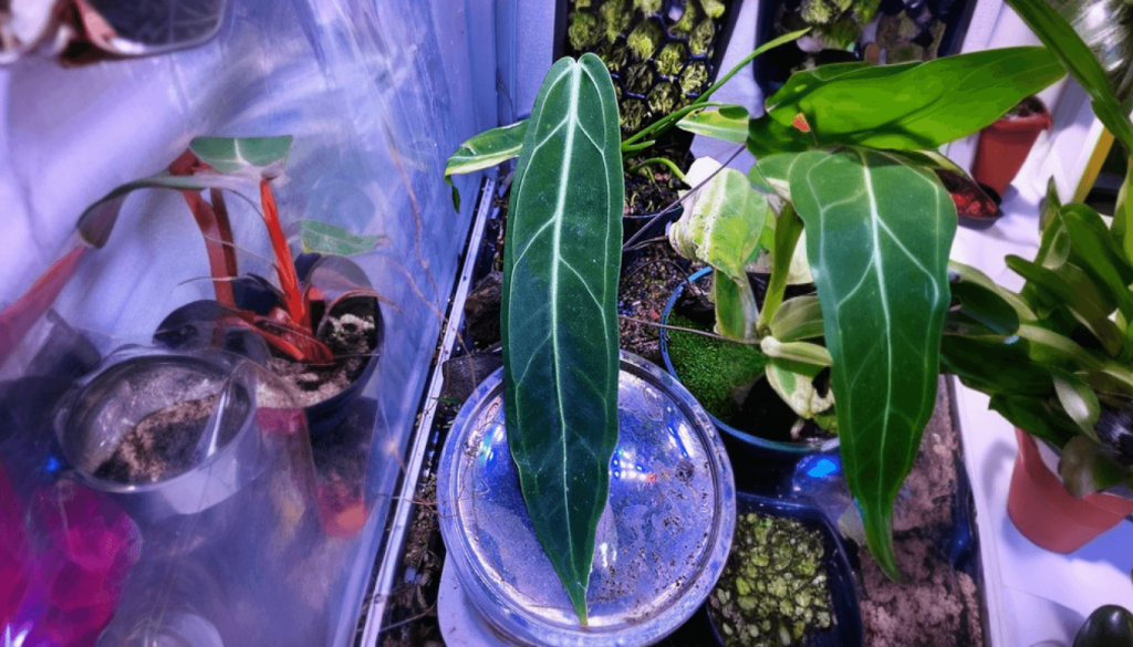 Common Issues and Solutions in Anthurium Warocqueanum Dark Narrow Form Care