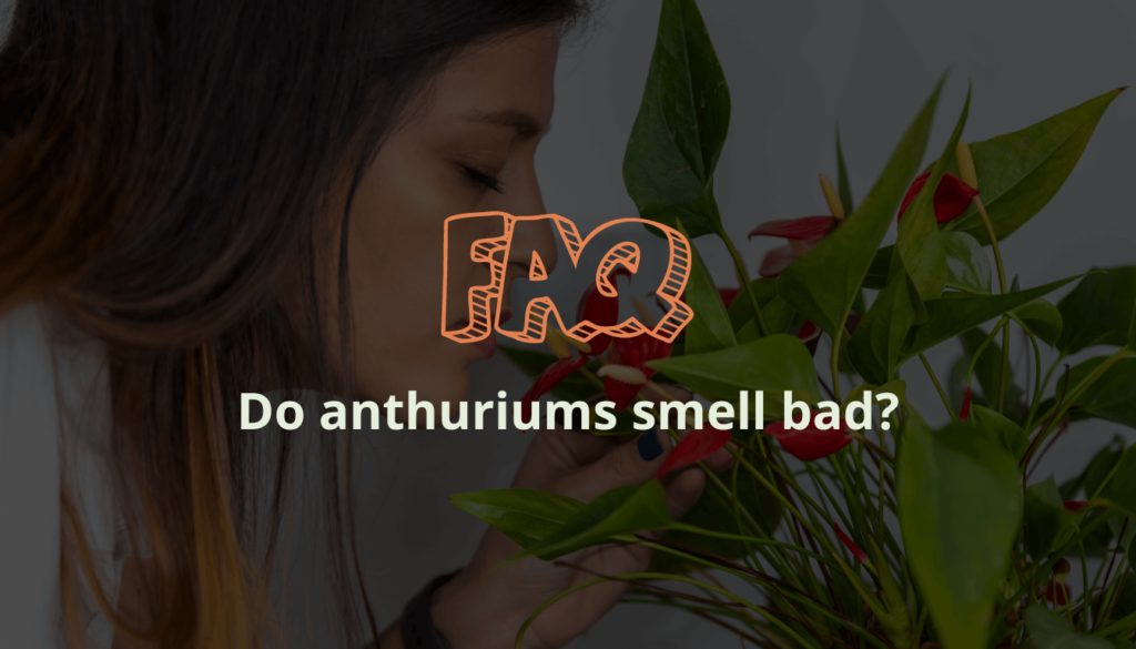 Do anthuriums smell bad