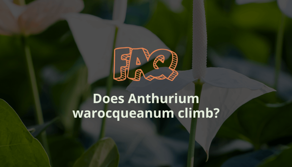 Does Anthurium warocqueanum climb