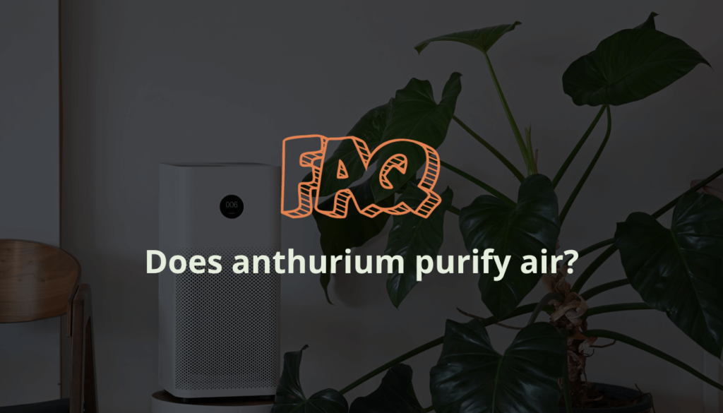 Does anthurium purify air