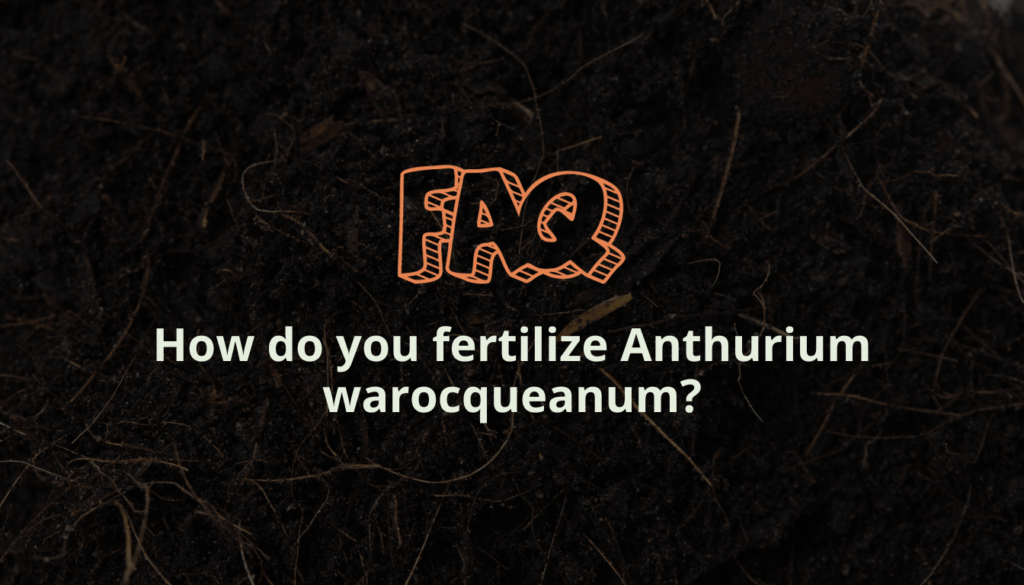 How do you fertilize Anthurium warocqueanum