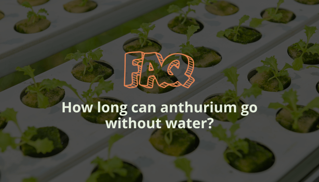 How long can anthurium go without water?