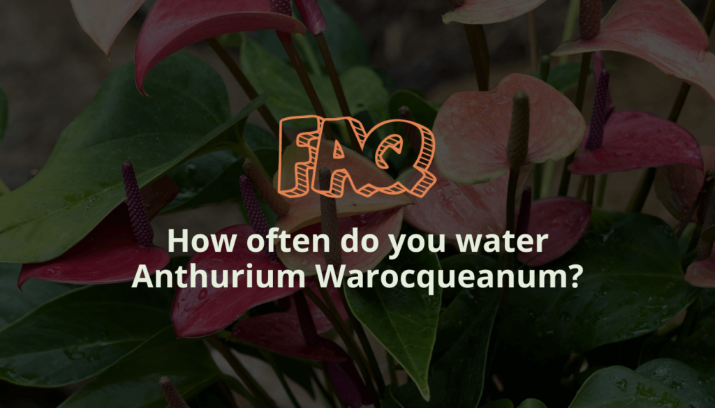 How often do you water Anthurium Warocqueanum
