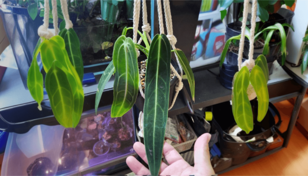 How to Propagate the Narrow Form Anthurium