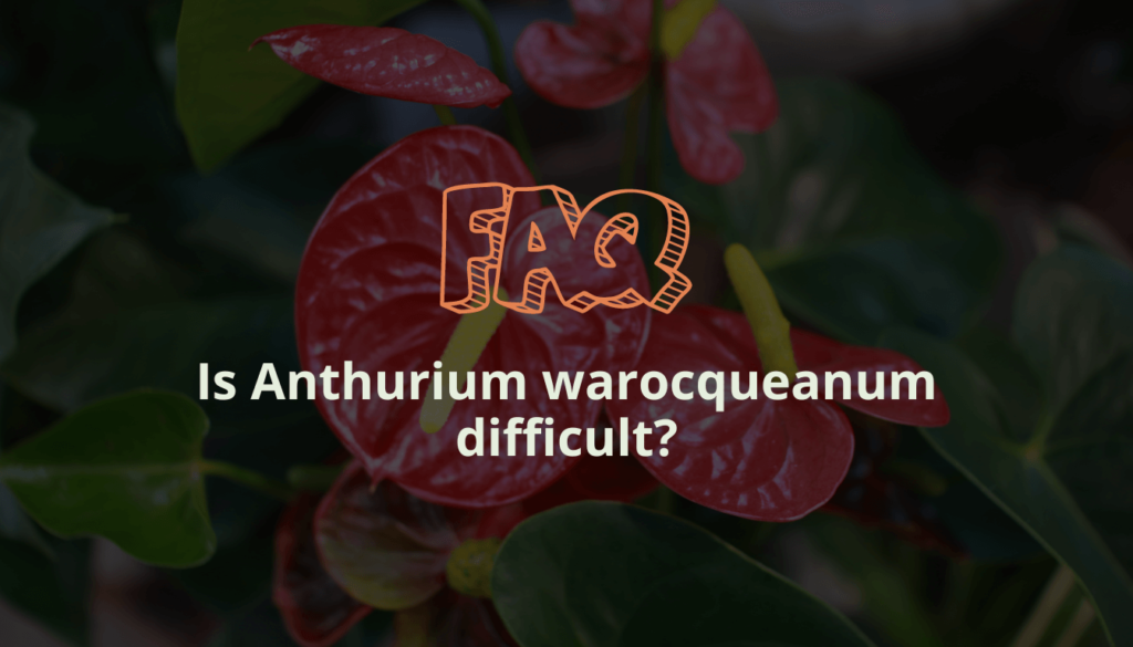 Is Anthurium warocqueanum difficult?
