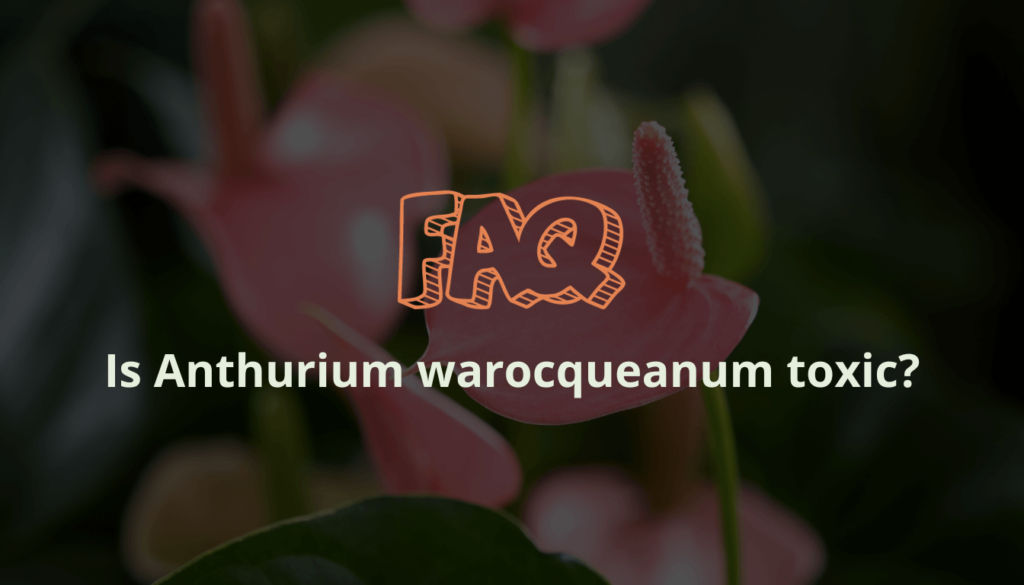 Is Anthurium warocqueanum toxic