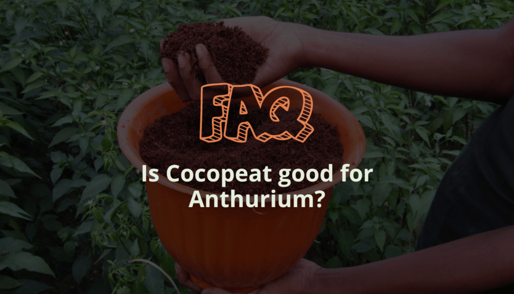 Is Cocopeat good for Anthurium