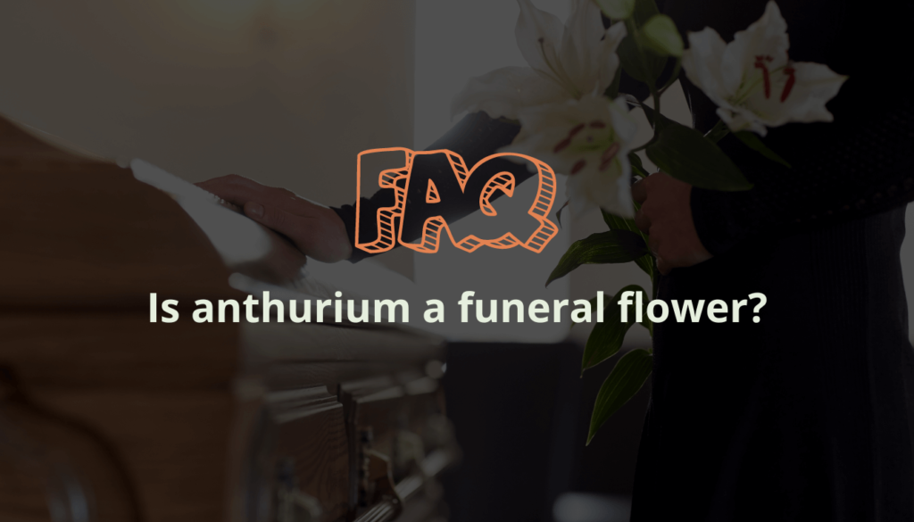 Is anthurium a funeral flower?