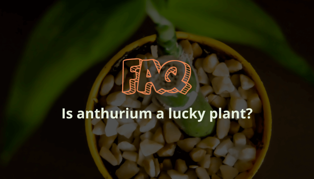 Is anthurium a lucky plant?