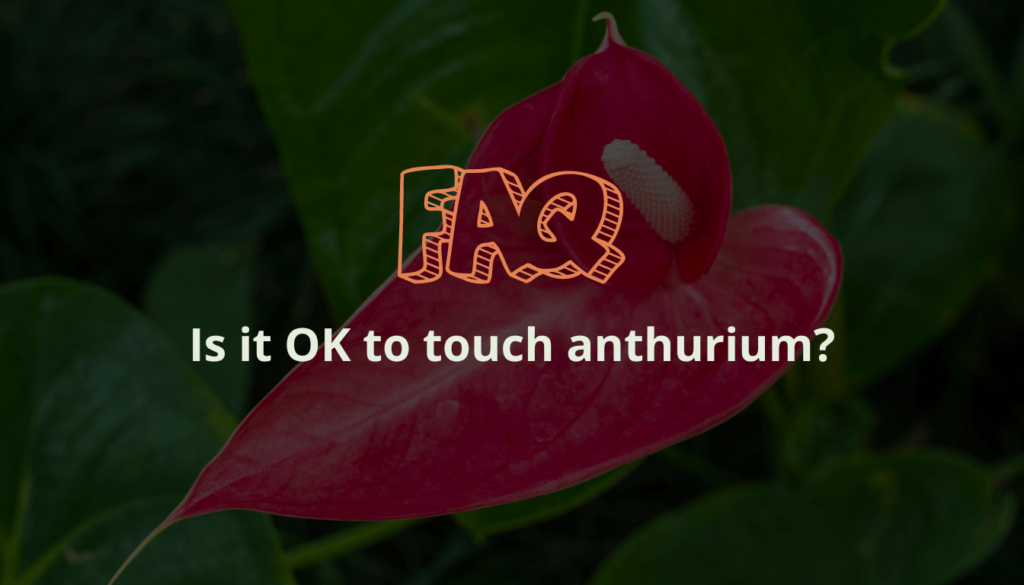 Is it OK to touch anthurium?