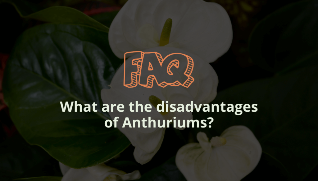 What are the disadvantages of Anthuriums?