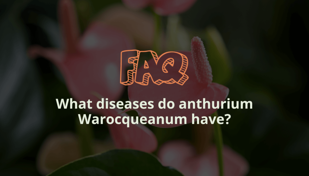 What diseases do anthurium Warocqueanum have