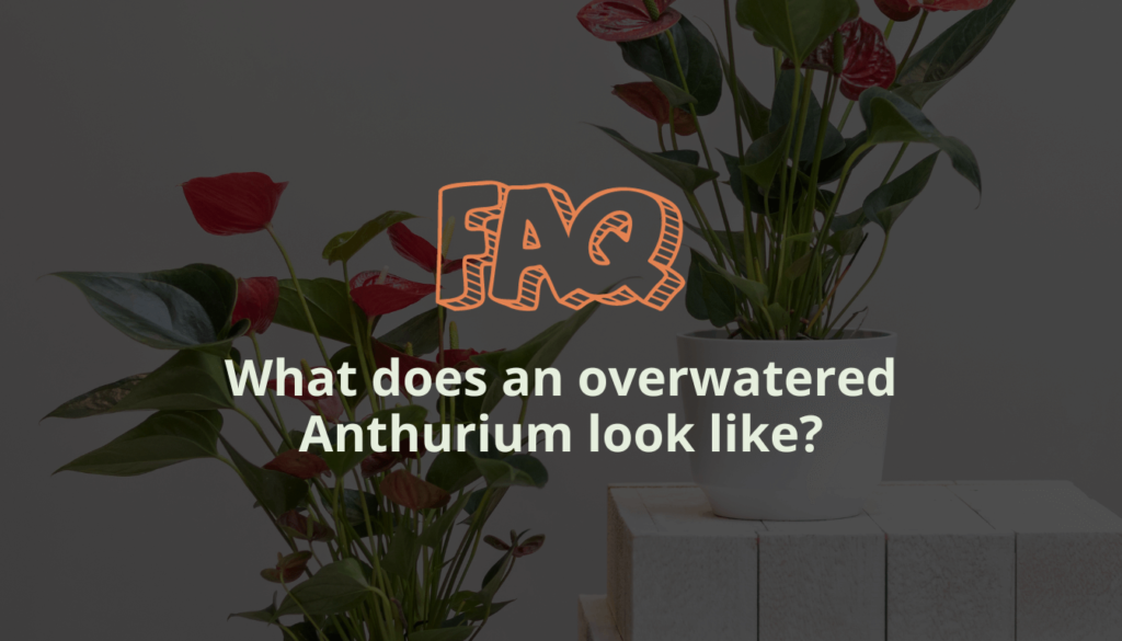 What does an overwatered Anthurium look like