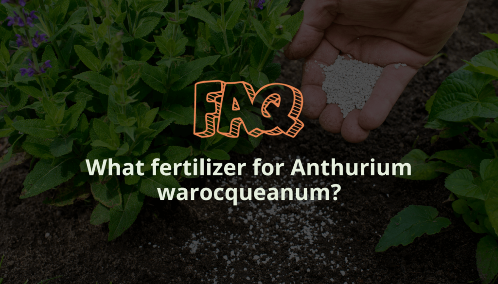 What fertilizer for Anthurium warocqueanum?