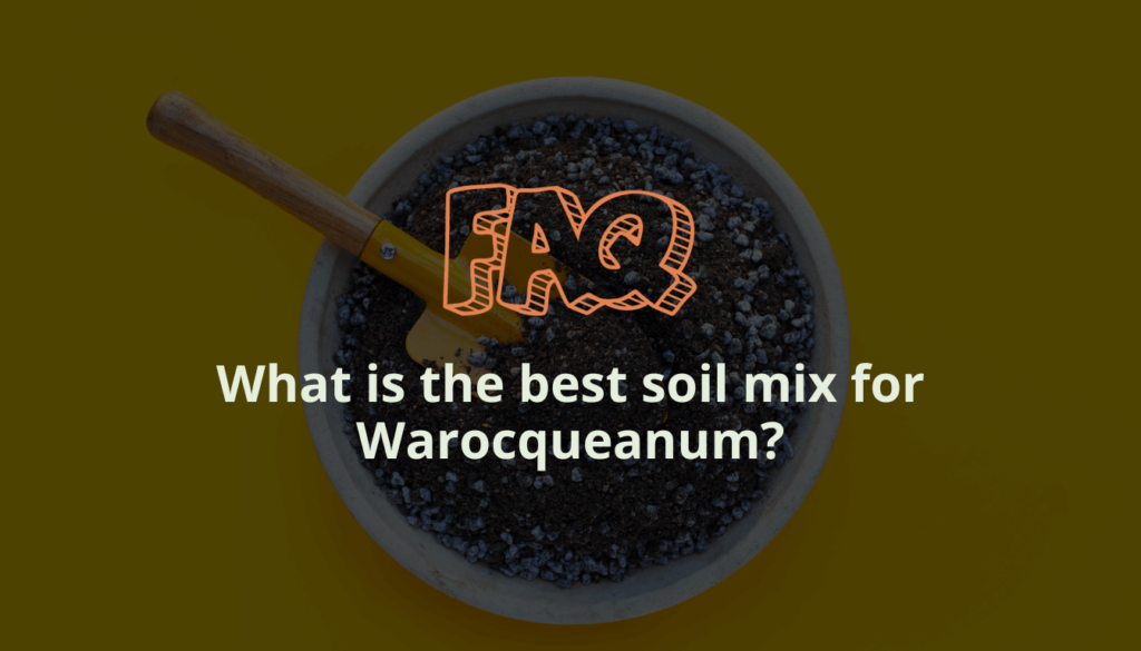 What is the best soil mix for Warocqueanum?