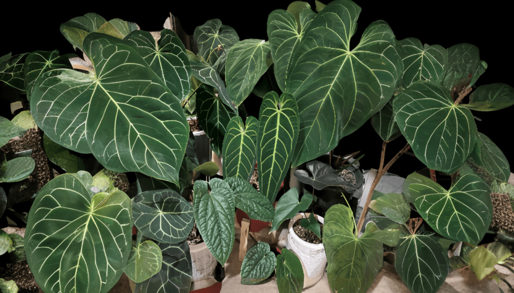 Where to Find Anthurium Warocqueanum in the Wild