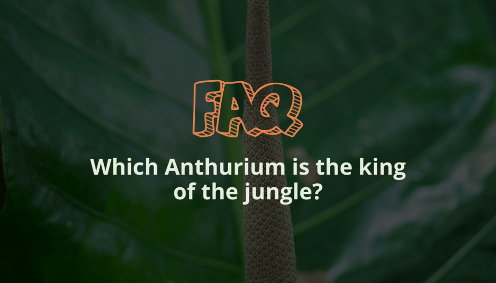 Which Anthurium is the king of the jungle?