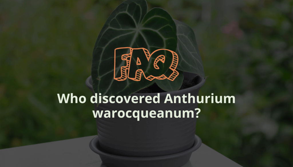 Who discovered Anthurium warocqueanum