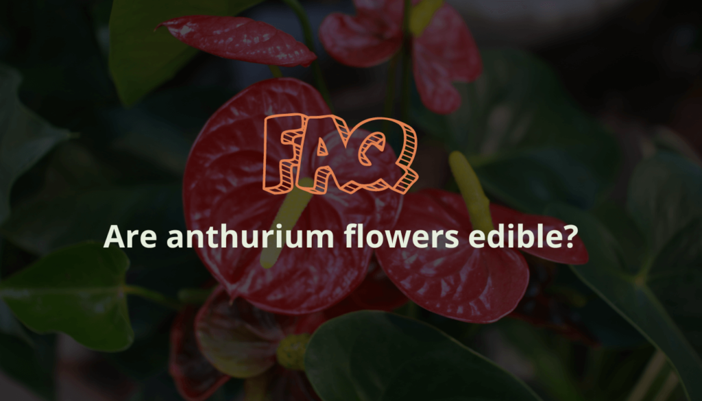 Are anthurium flowers edible?