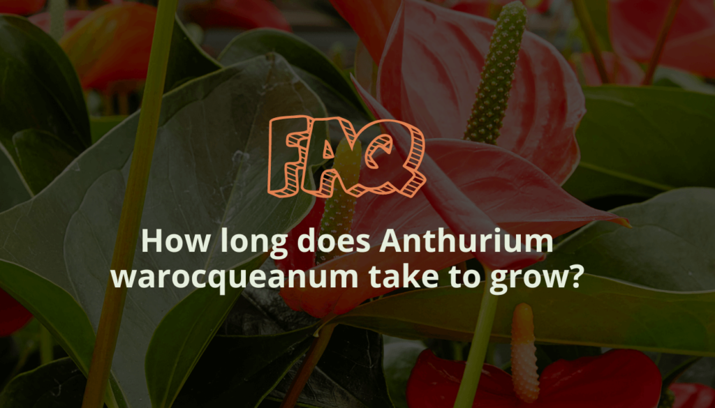 How long does Anthurium warocqueanum take to grow?