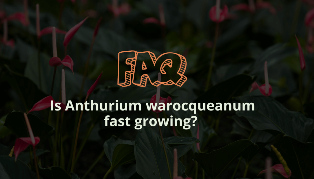 Is Anthurium warocqueanum fast growing?