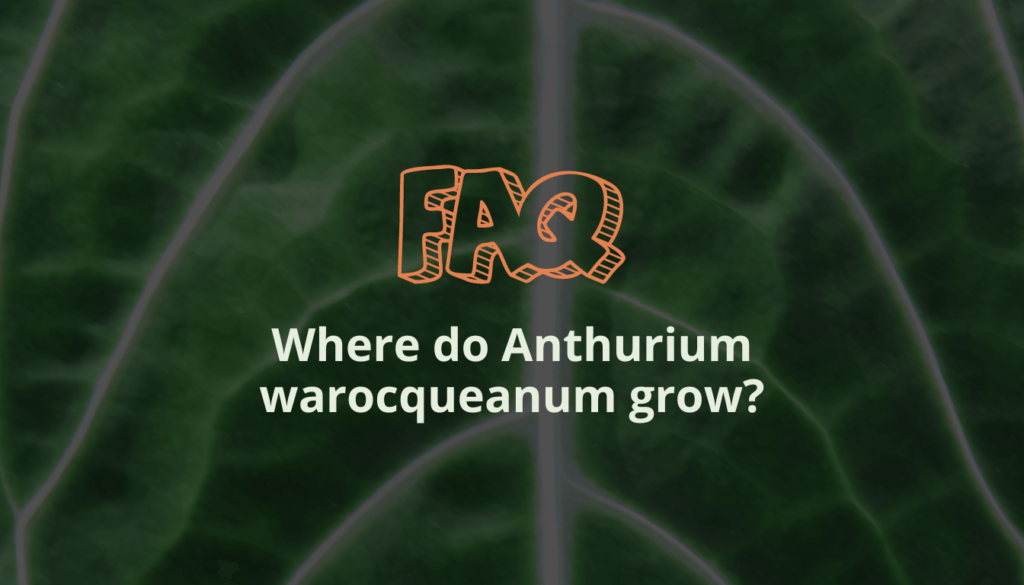 Where do Anthurium warocqueanum grow?
